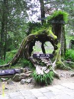 3 generaties bomen in Alishan